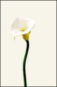 Real Touch (Floramatique) Large Calla Lily